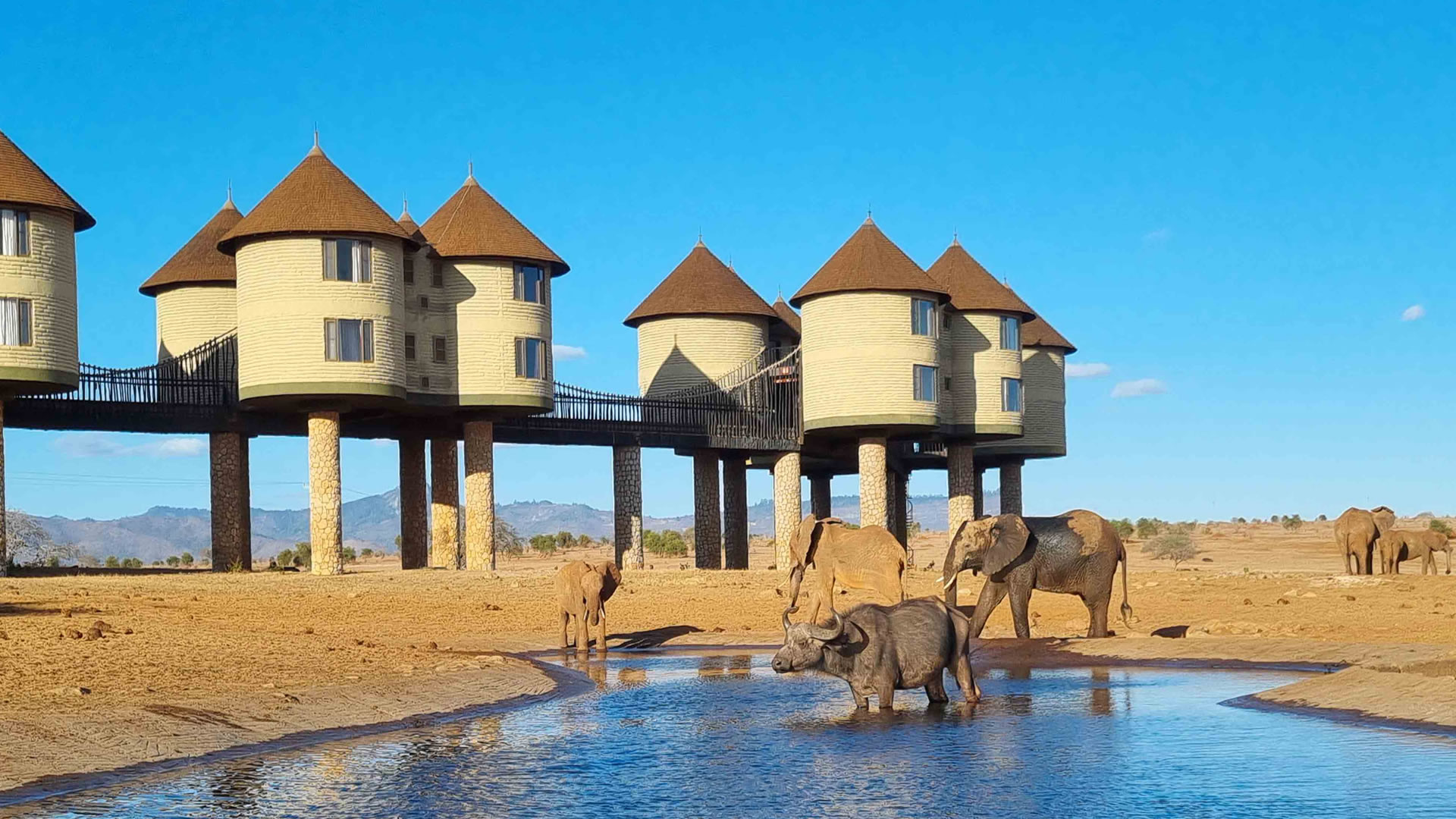 Salt Lick Safari Lodge Salt Lick Safari Lodge