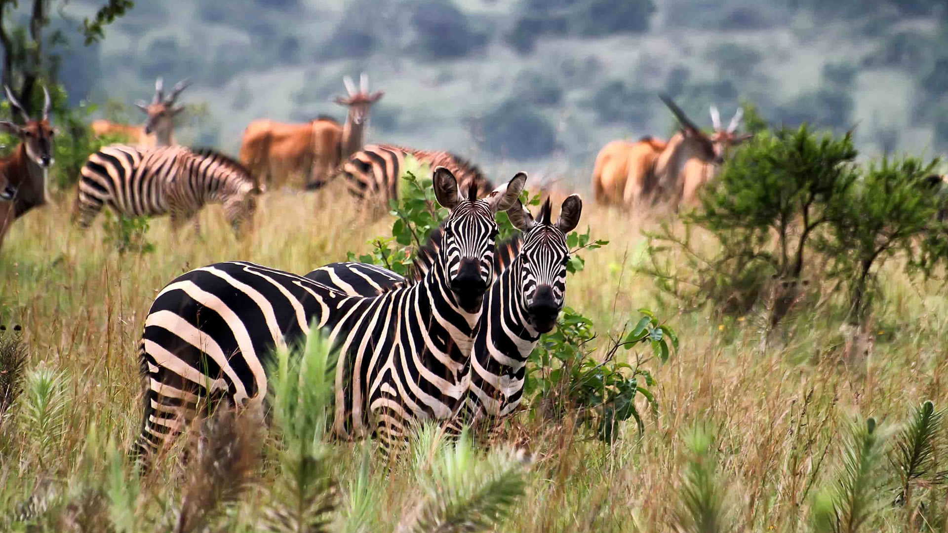 akagera national park