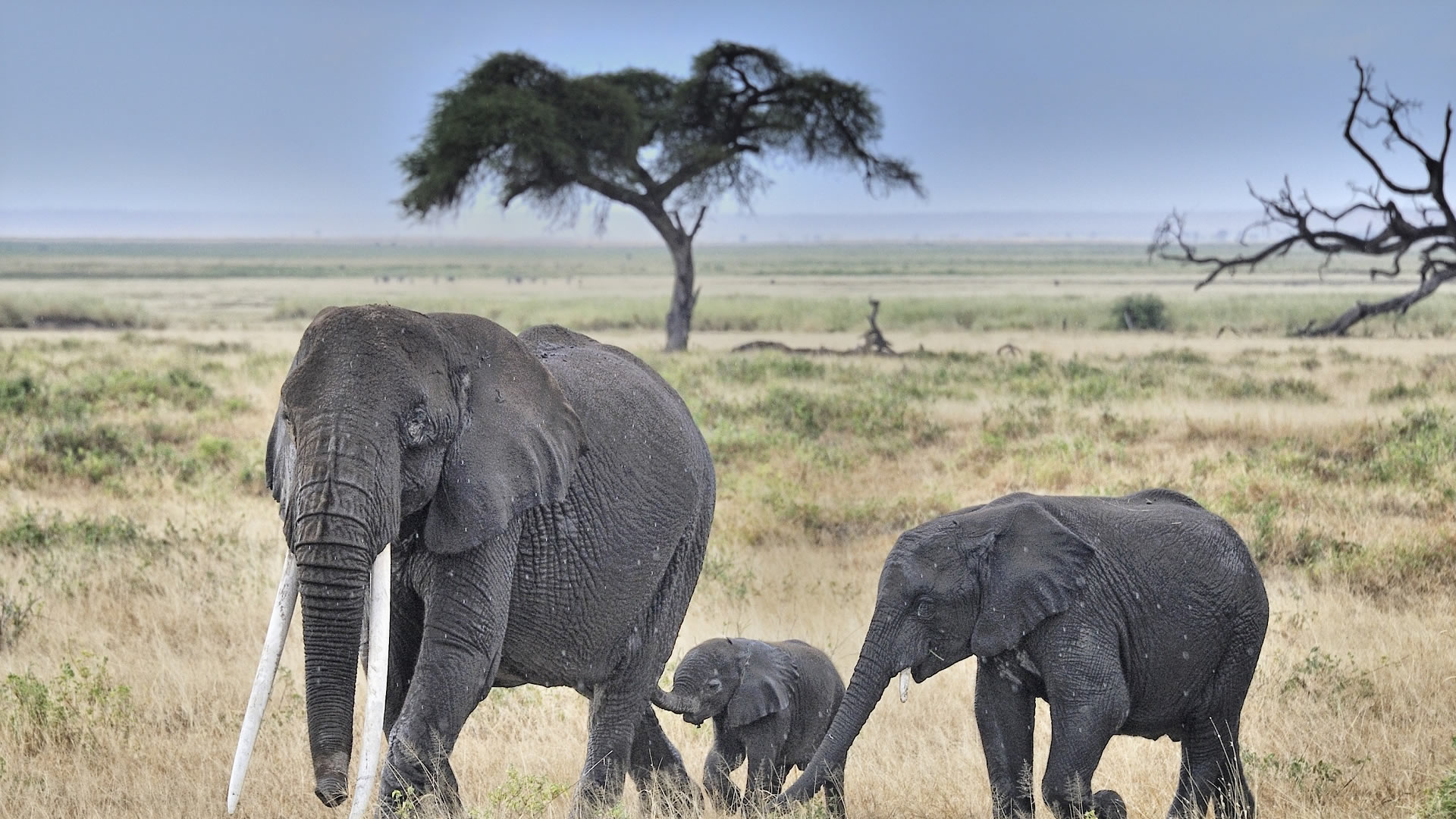 amboseli national park
