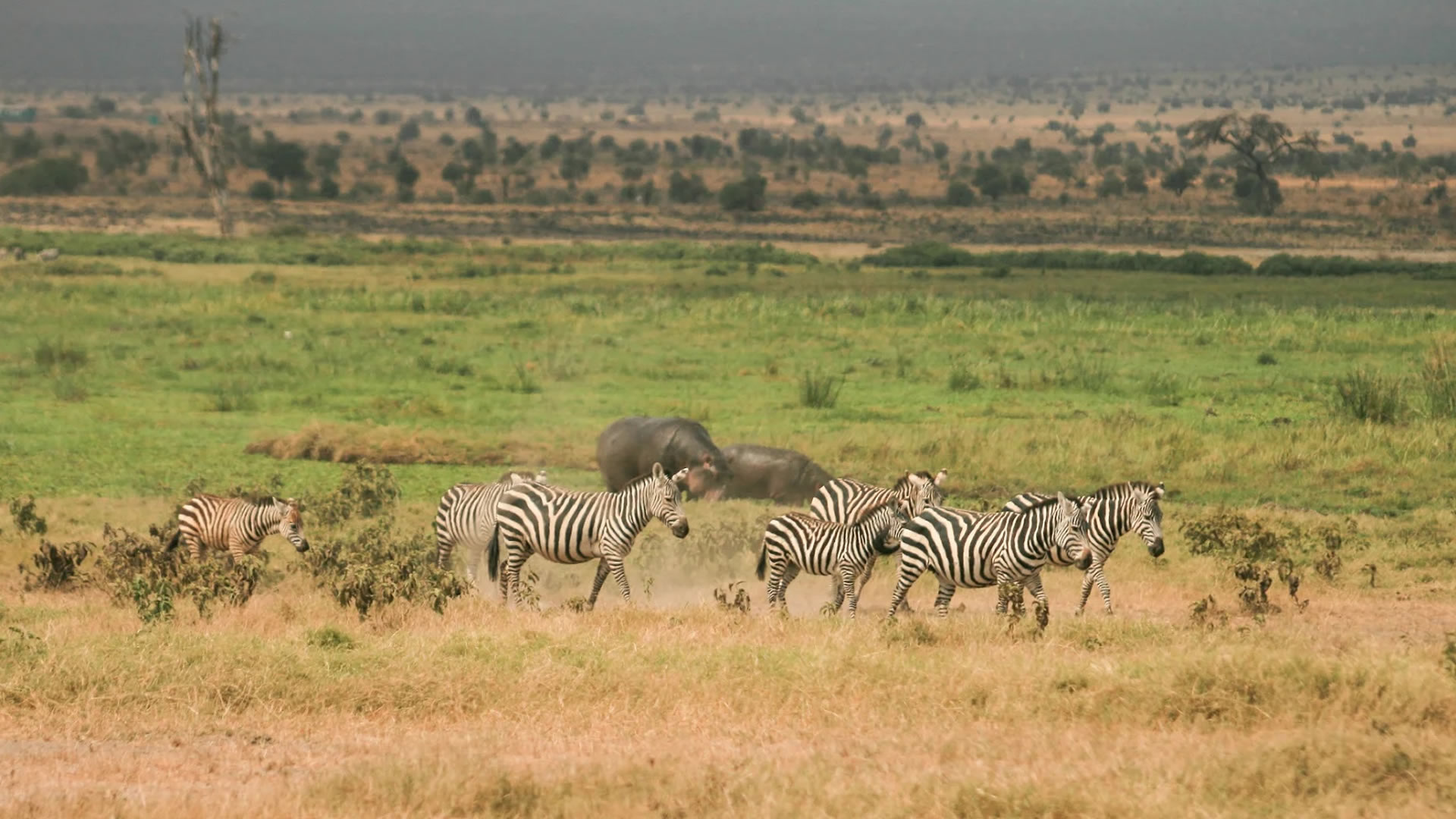 amboseli national park