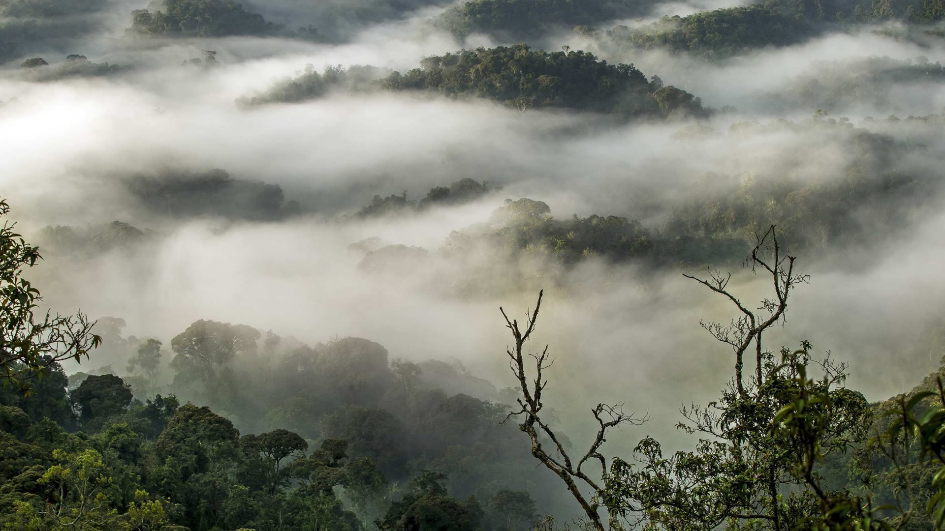 gishwati mukura national park