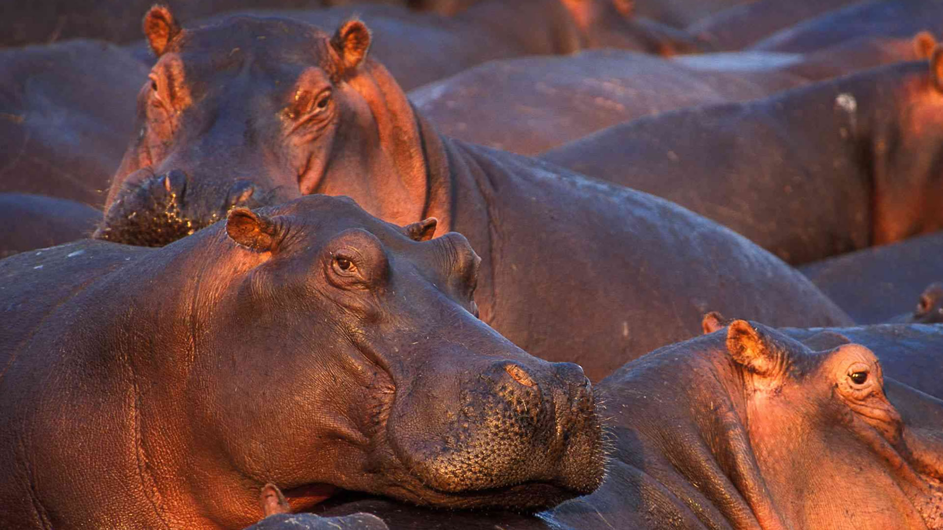 katavi national park