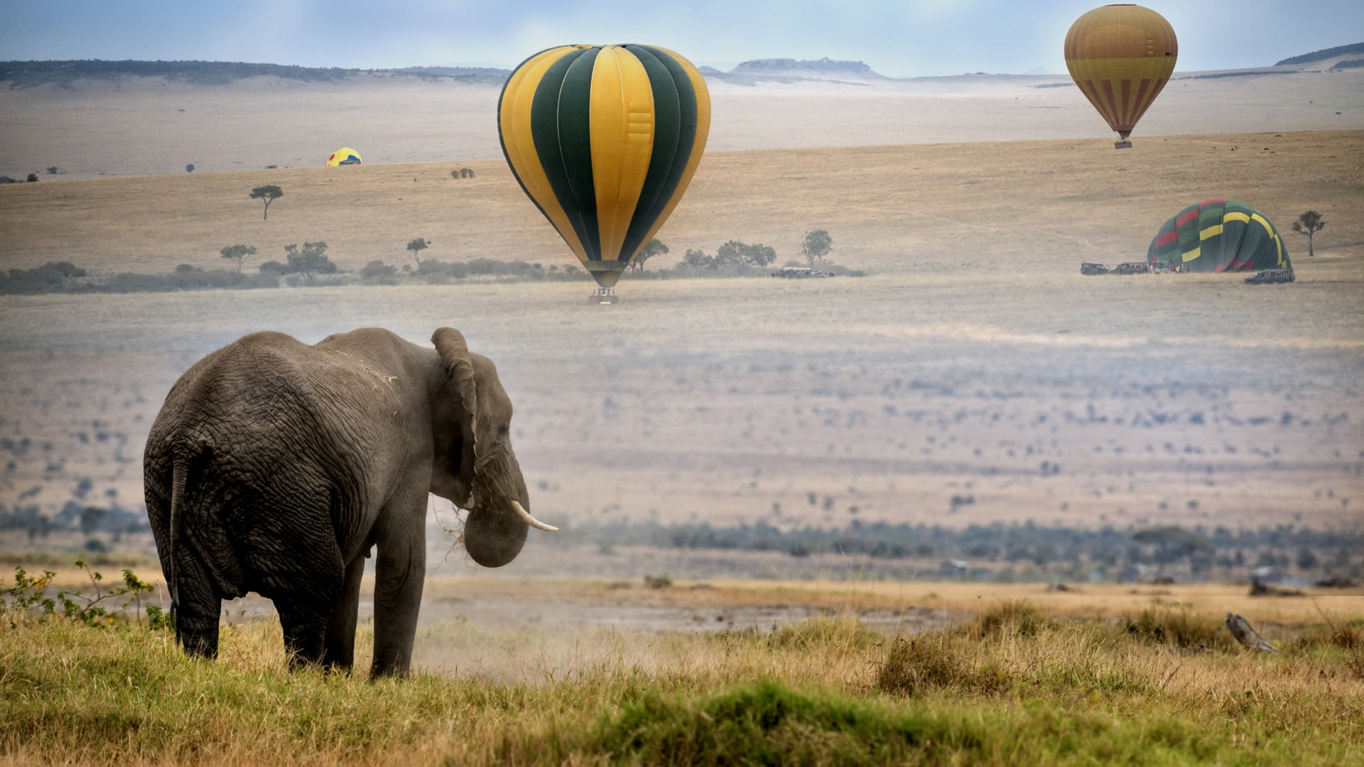 Elephant amidst balloon rides in Maasai Mara