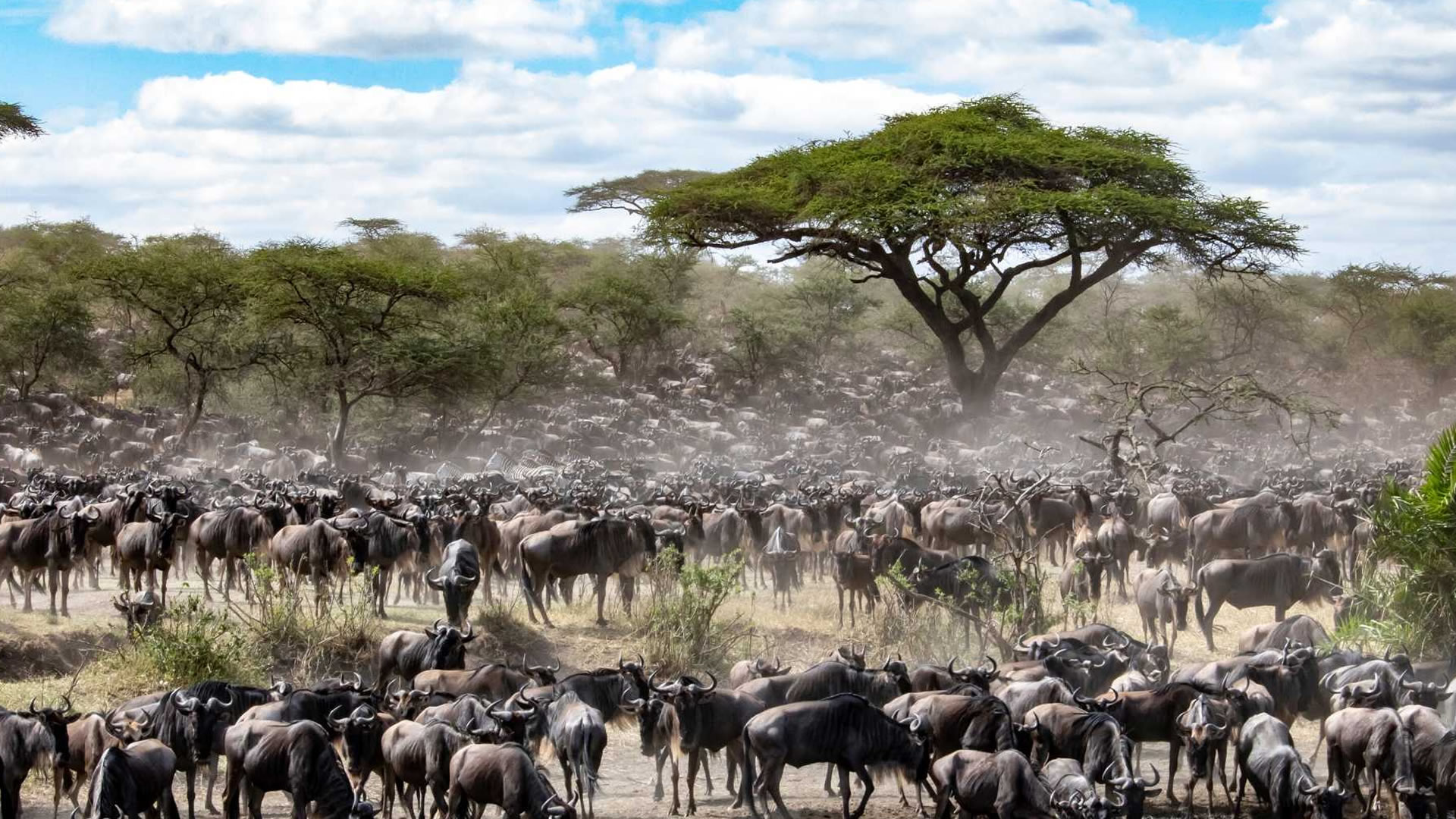 Wildebeest Migration