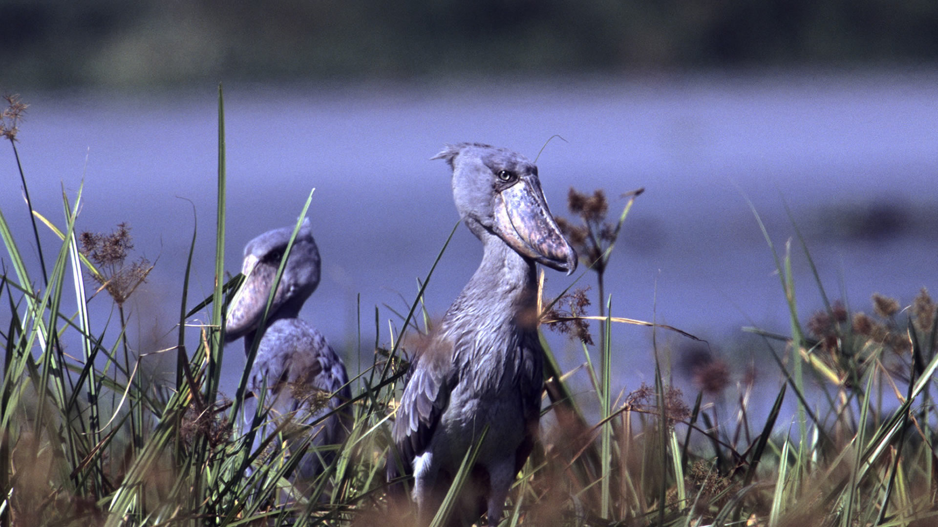 semuliki national park