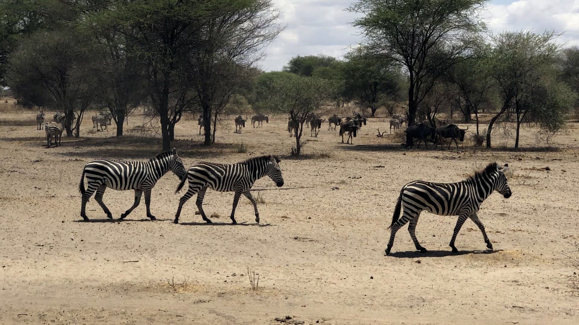 tarangire national park