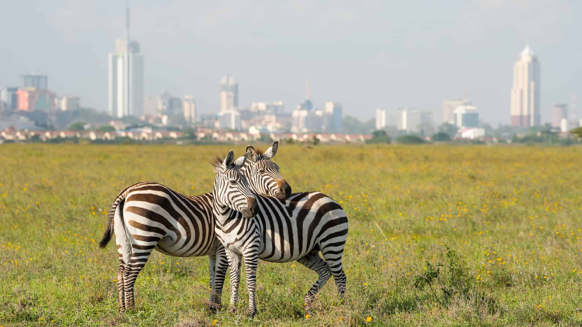 full day nairobi national park