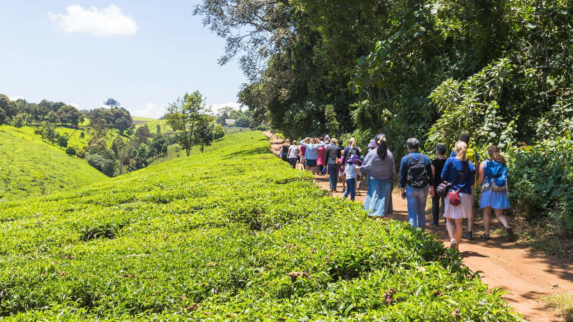 kiambethu tea farm