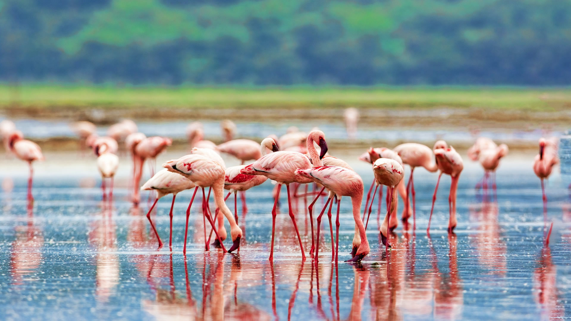 daytrip to lake nakuru