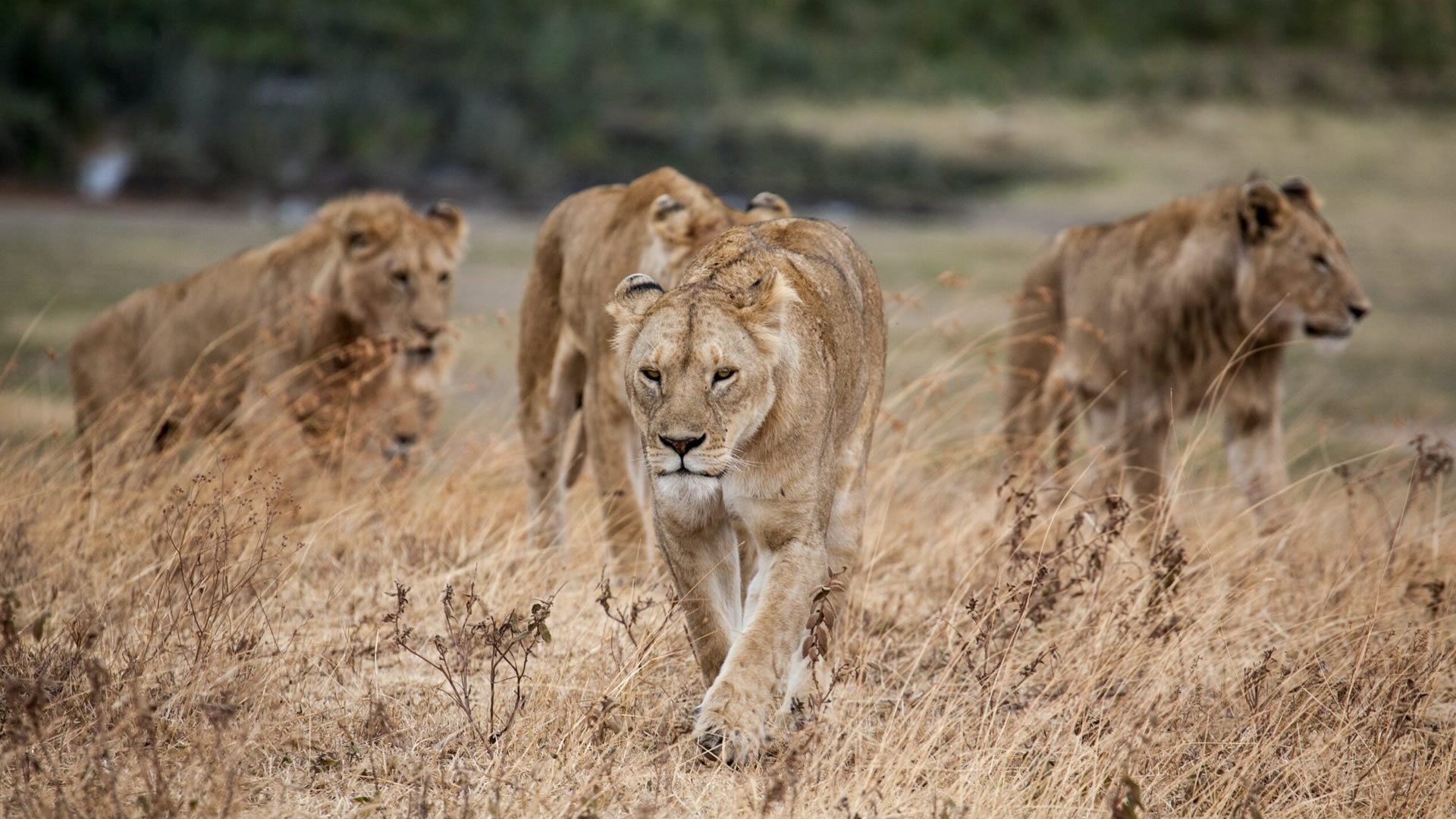 Chizarira National Park