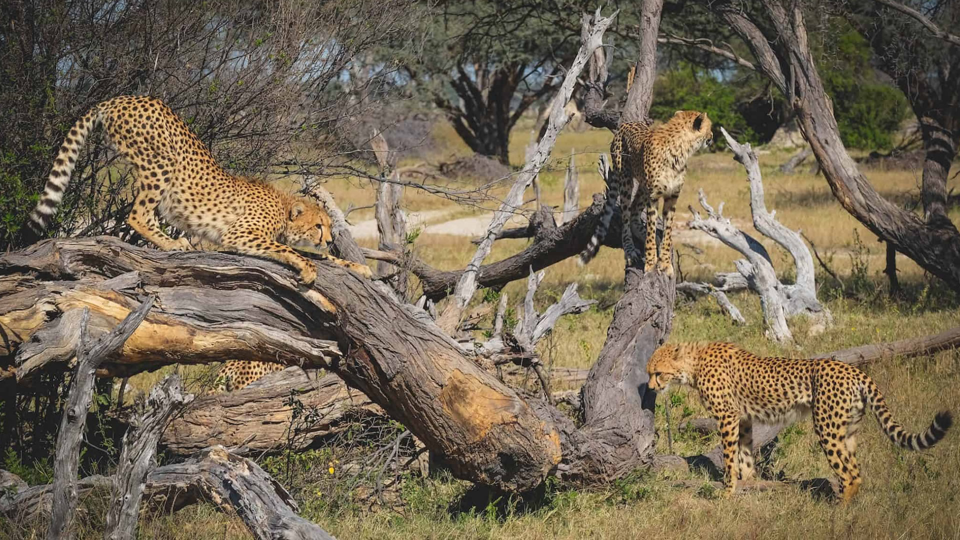 Hangwe National Park