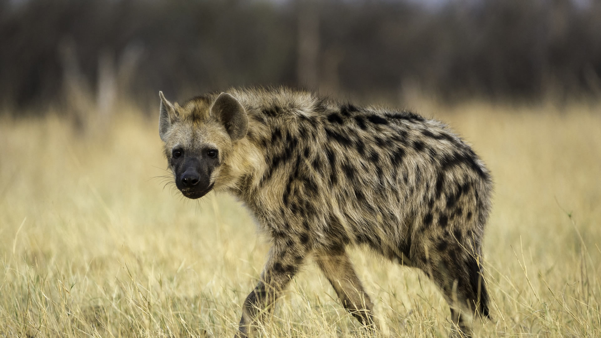 Hangwe National Park