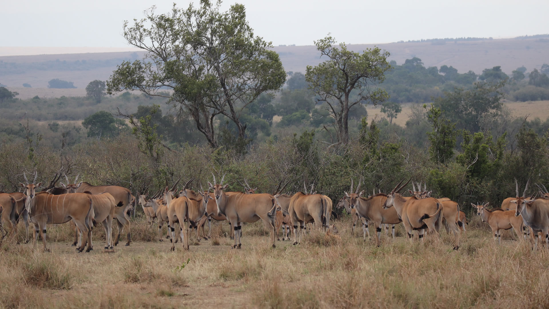Common Eland