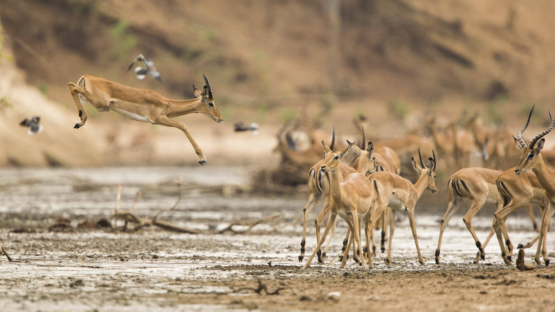 Mana Pools