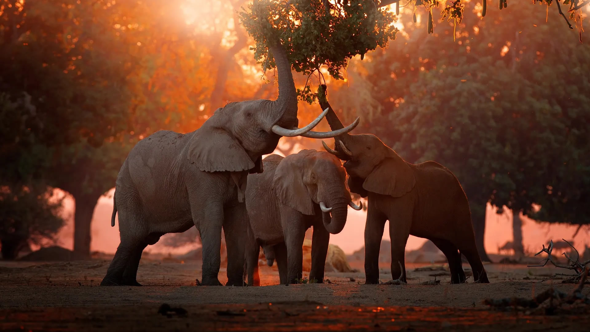 Mana Pools