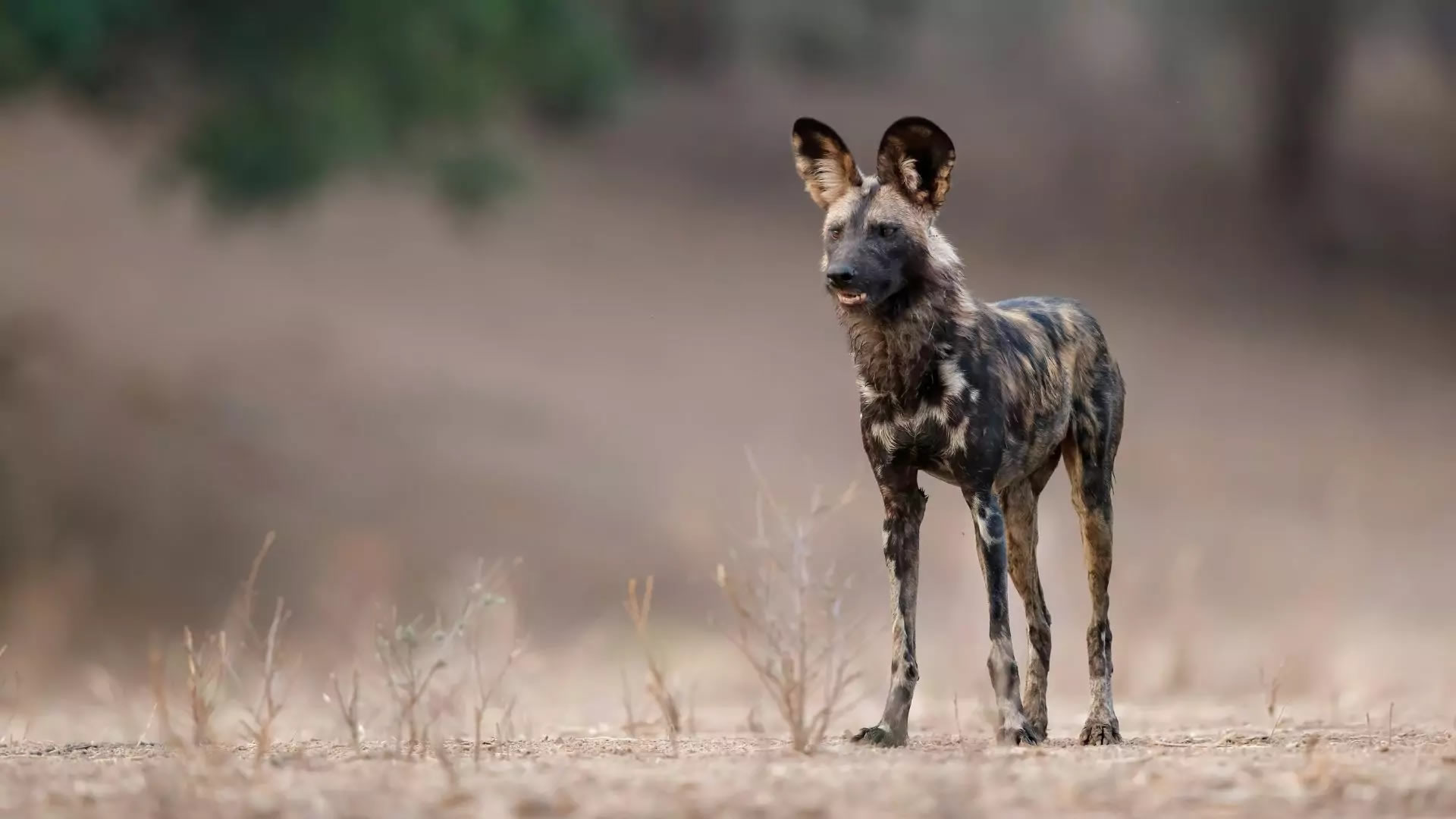 Mana Pools