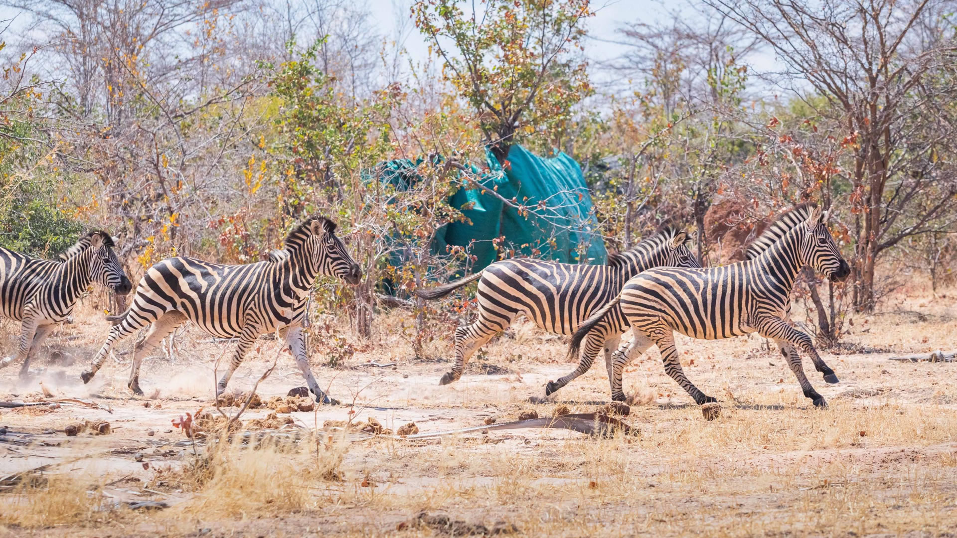 Matusadona National Park