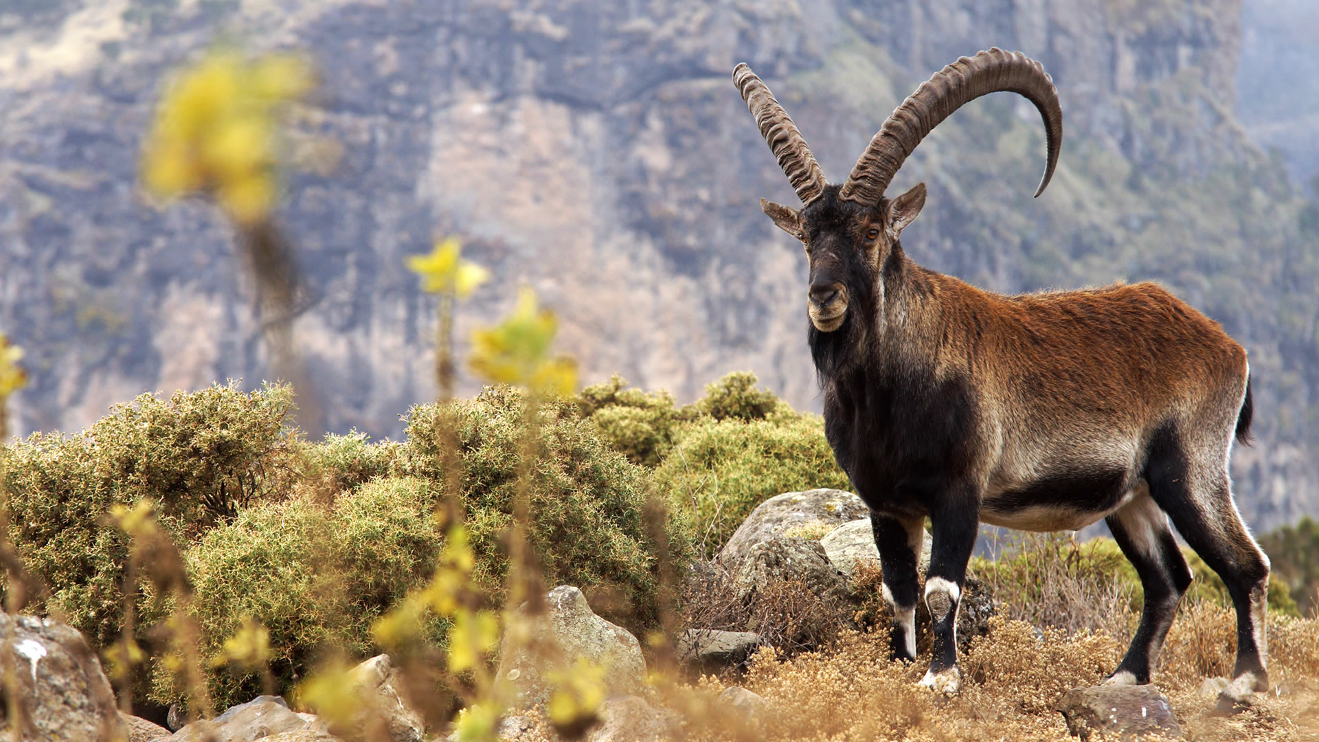 Simien Mountains National Park
