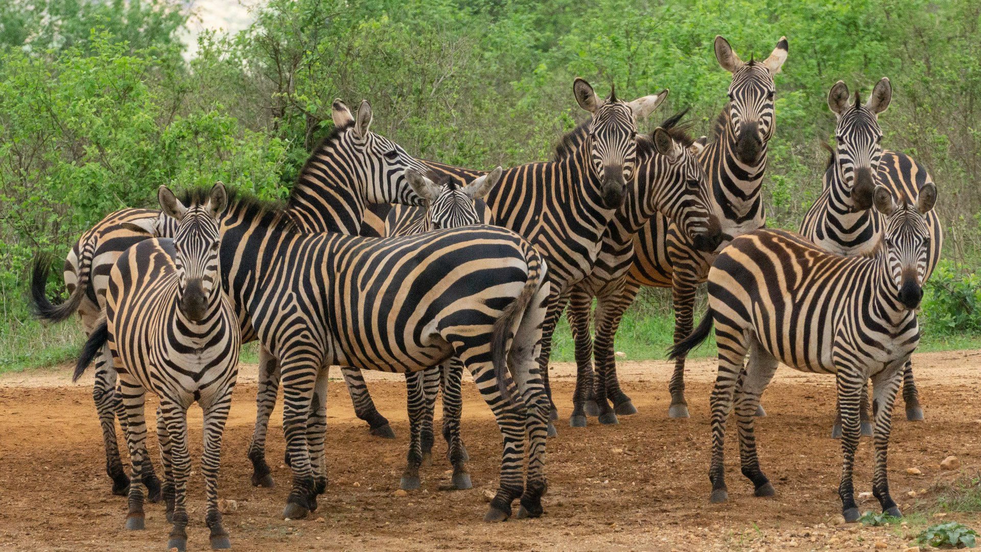 3 Days Taita Hills & Ziwani Sanctuaries 3 Days Taita Hills & Ziwani Sanctuaries