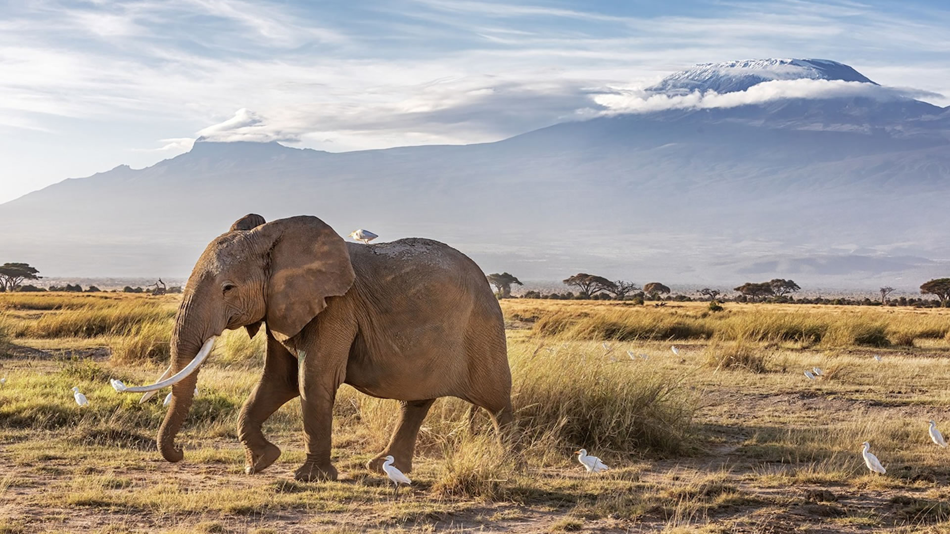 4 Days Tsavo East & Amboseli Expedition 4 Days Tsavo East & Amboseli Expedition