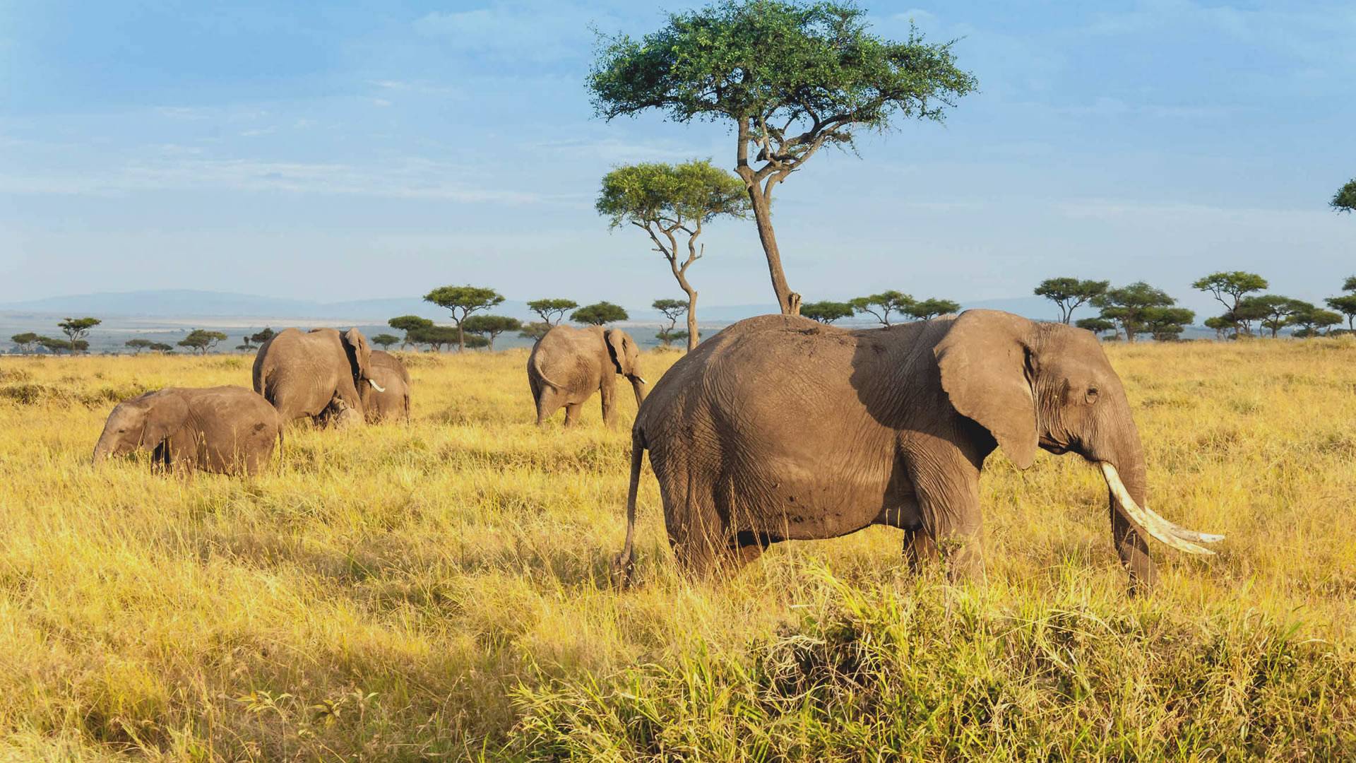 5 days wildlife highlights