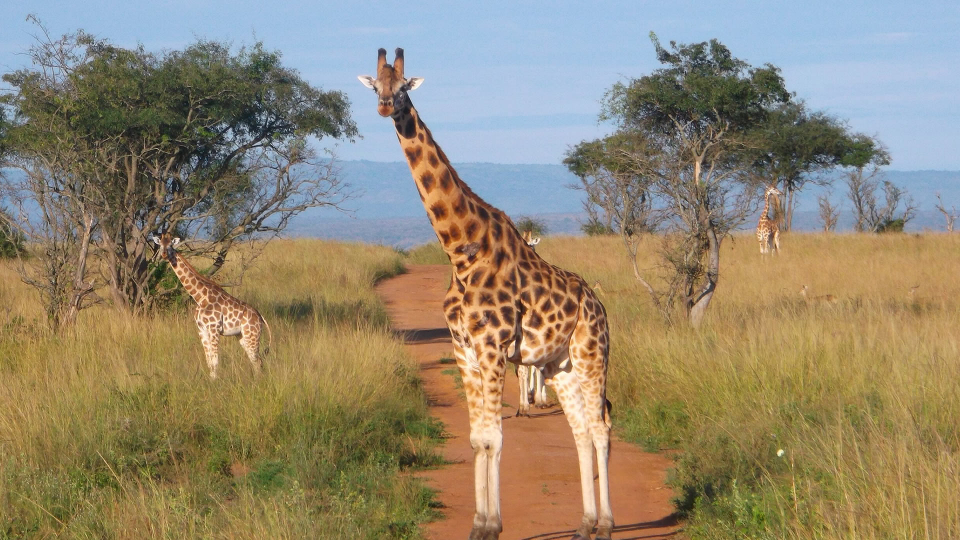 popular safaris